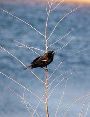 Red-winged Blackbird