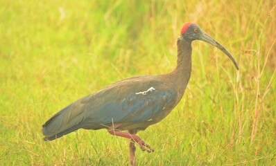 Fototapeta premium glossy ibis