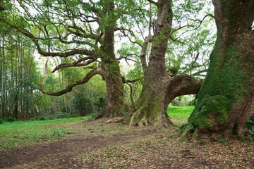 大汝牟遅神社の巨木
