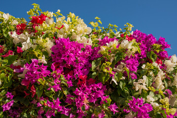 Obraz premium purple, red and white bougainvalia flowers on a background of blue sky and palm trees with empty space for text in egypt 