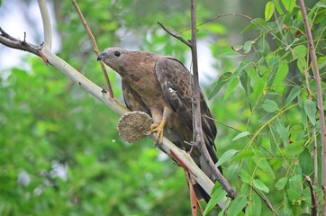 honey buzzard