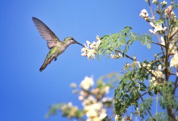 zumbador colibrí