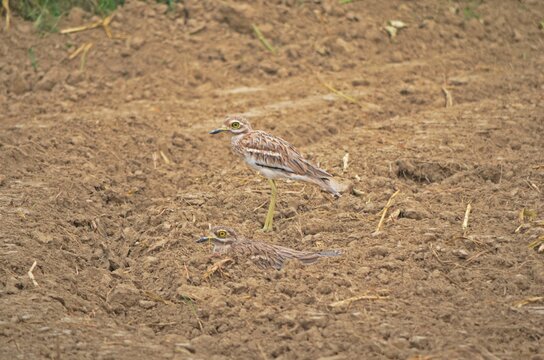 eurasian thicknee
