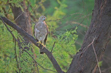 Shikra