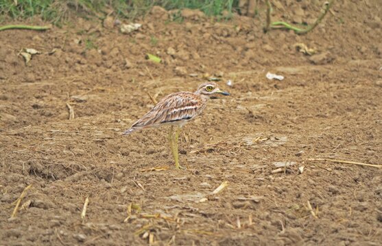 eurasian thicknee