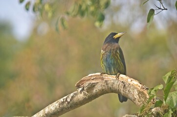 Great barbet
