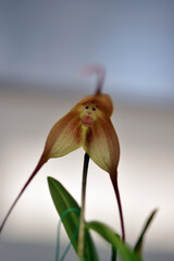 ドラクラ・ギガス