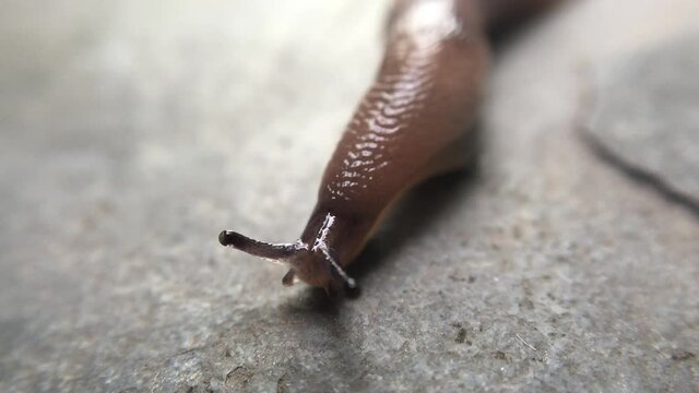 Movimento de uma lesma