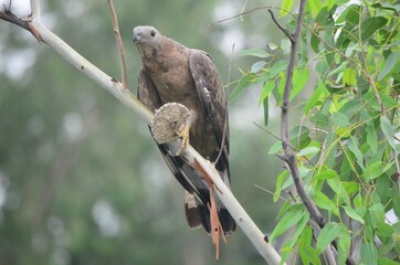 honey buzzard