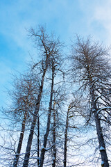Fototapeta na wymiar Cottonwood tree grove in winter
