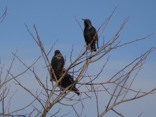Common Starling Birds in Tree