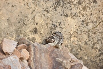 grey nightjar