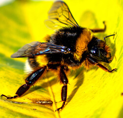 Bee on leaf