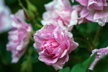 Pink hedge roses blooming in late summer