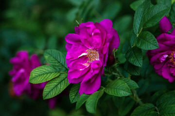 Rugosa Rose - Purple Pavement Roses in bloom