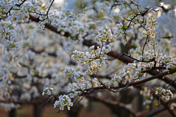 Blooming pear flower, very beautiful