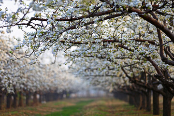 Blooming pear flower, very beautiful