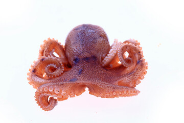 Octopus on a white background