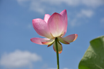 Obraz premium ハスの花