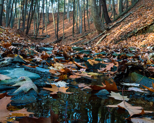 Landscape photo of fallen leaves in middle of valley