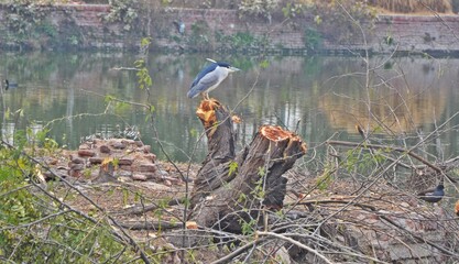 crown heron