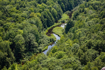 winding forest creek