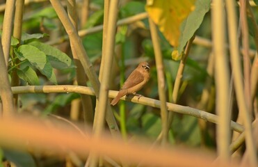 Munia