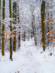 forest in winter