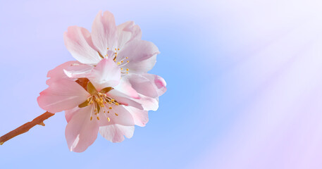 almond pink flower against sky