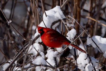 Silly red cardinal in winter