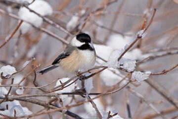 Fototapeta premium Black capped chickadee in tree
