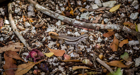 lagarto,Lizard,lagartija