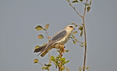 Black winged kite