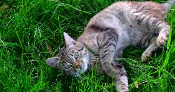 Striped cat is playing outdoors on green grass. Tabby Homeless cat lies and enjoying a summer sun