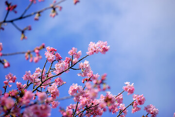 美しい春の陽気と河津桜