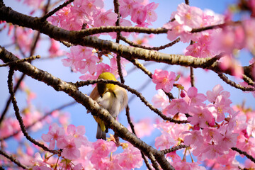 毛づくろいする可愛いメジロ