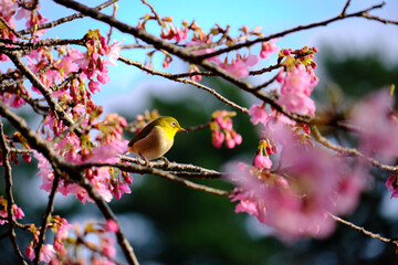 日向ぼっこする可愛いメジロ