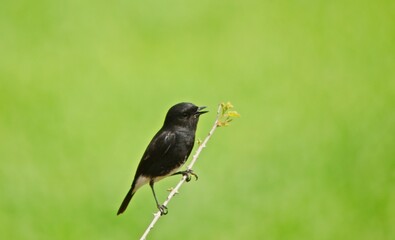 pied bushchat