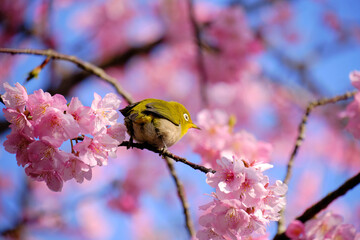 美しい河津桜とメジロの後ろ姿