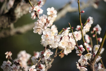 日本をイメージさせる美しい白梅