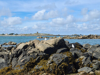 Guernsey Channel Islands, Les Amarreurs Harbour, Seagulls