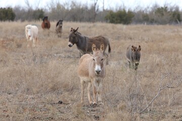 Fototapeta na wymiar Brown donkeys with horses during the winter