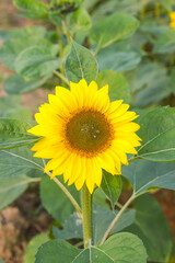 Helianthus is a genus that includes about 70 species of annual and perennial flowering plants in the Daisy family Asteraceae. With the exception of three species in South America.