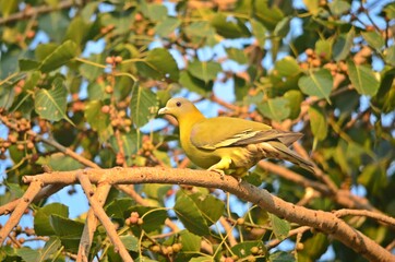 yellow footed green pigeon