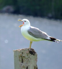 Seagull Perching On Wooden Post