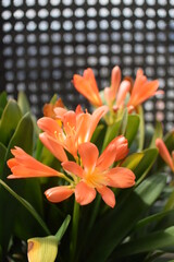 Fototapeta premium クンシランの花