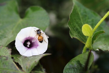 Abeja