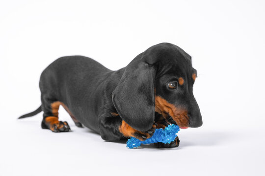 Lovely Dachshund Puppy Plays With Specialized Blue Silicone Toy In Shape Of Bone For Itchy Growing Teeth Of Baby Dog, White Background, Copy Space.