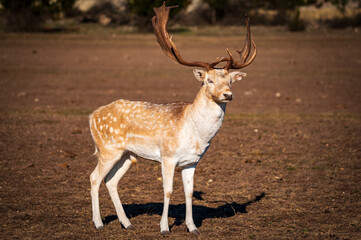 deer in the woods