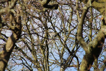 winter branches against sky
